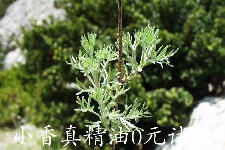 艾草 mugwort-Artemisia Herba Alba.jpg