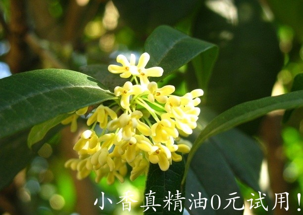 桂花 Osmanthus-Osmanthus fragrans 44.jpg