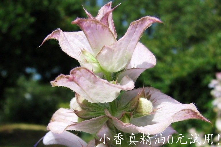 快乐鼠尾草 clary sage-Salvia Sclarea 22.jpg