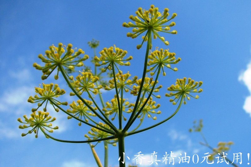 甜茴香 fennel sweet-Foeniculum Vulgare 22.jpg