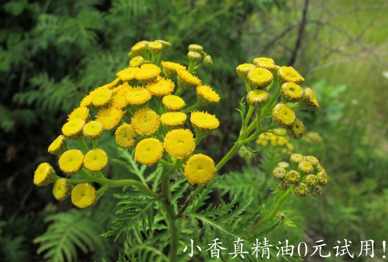 蓝艾菊201107271322172 common Tansy (Tanacetum vulgare) - Manitoulin Island, ON.JPG