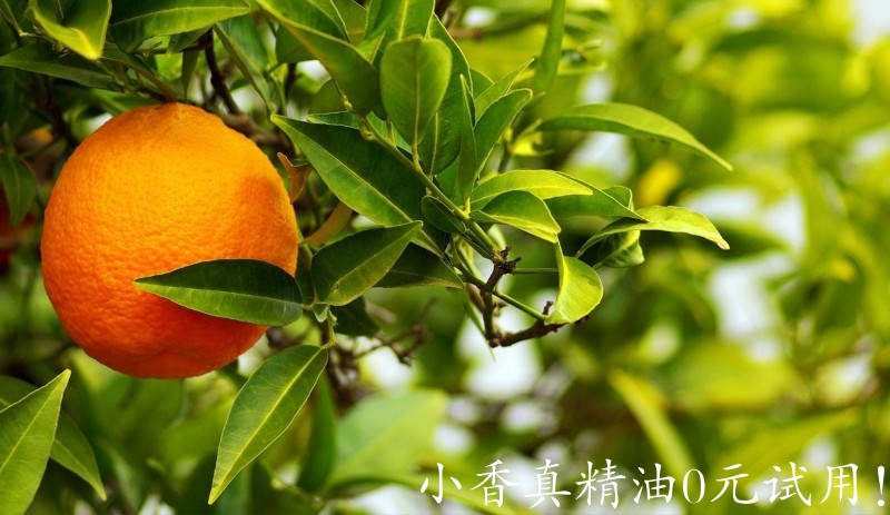 苦橙叶citrus-aurantium-amara-l.jpg