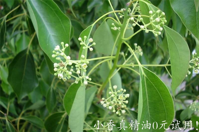 罗文莎叶cinnamomum_camphora5.jpg