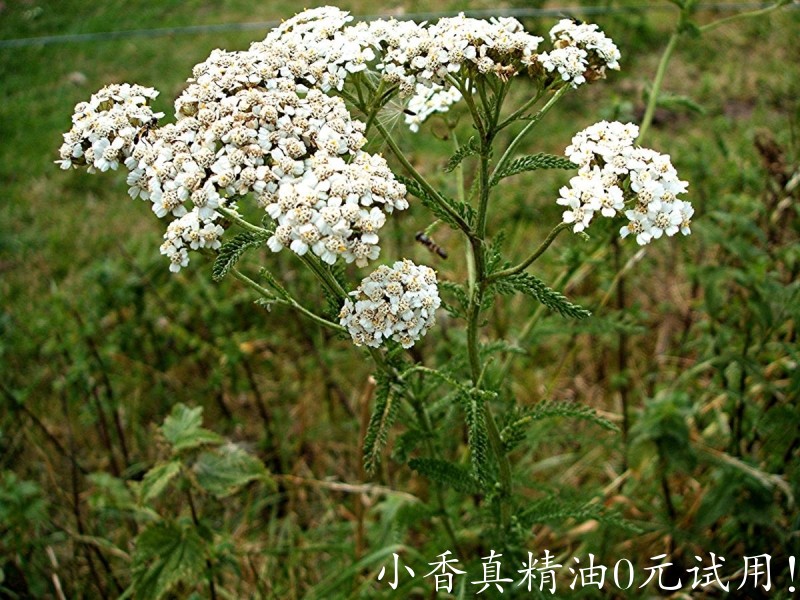 西洋蓍草Yarrow (Achillea millefolium) Drive to Springfield Farm Sapcote SP 4850 .jpg