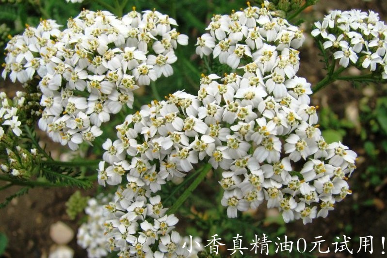 西洋蓍草(歐蓍草)yarrow-Achillea Millefolium.jpg