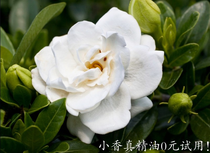 栀子花Gardenia-Crown-Jewel-002.jpg