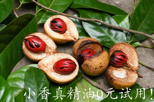 肉豆蔻nutmeg2.jpg