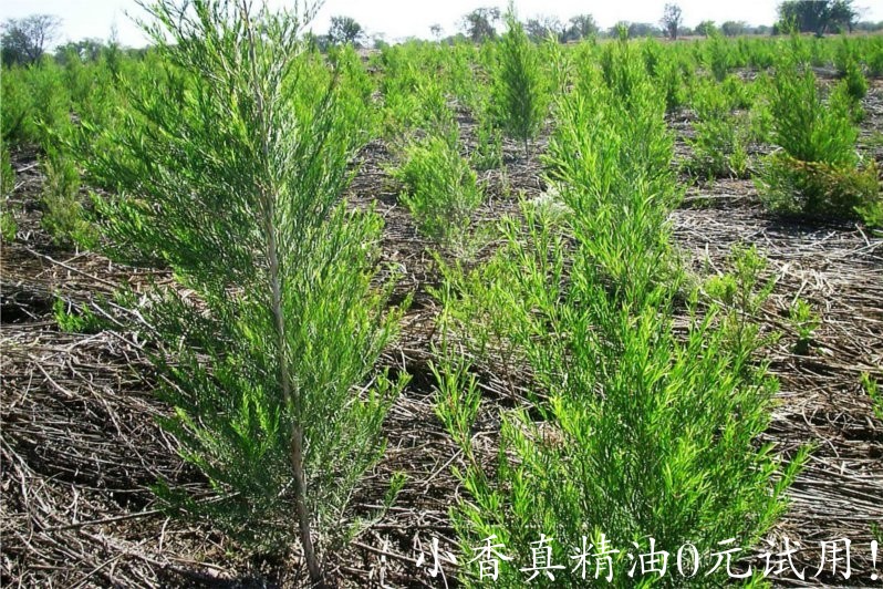 茶树 tea tree-Melaleuca Alternifolia 11.jpg