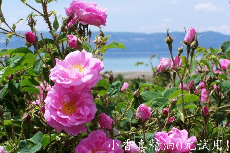 大马士革玫瑰-保加利亚玫瑰Damask Rose-Bulgarian Rose-Rosa Damascena 11.jpg