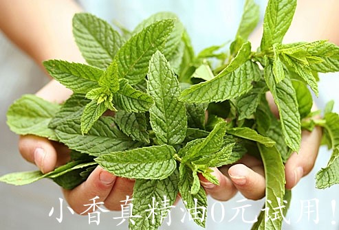 胡椒薄荷raw_peppermint.jpg