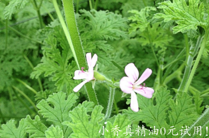 波旁天竺葵geranium-bourbon.jpg