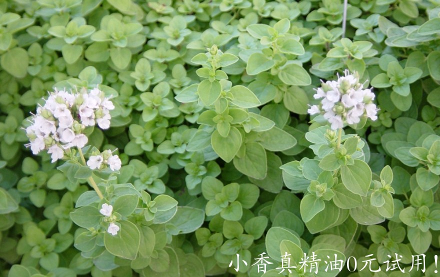 马郁兰June-July-089.jpg