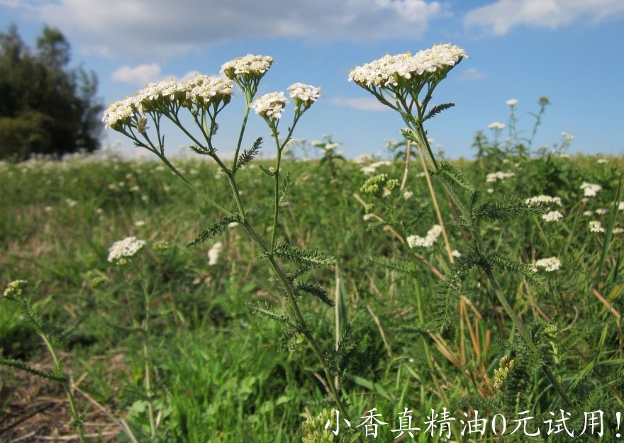 西洋蓍草achillea-millefolium.jpg