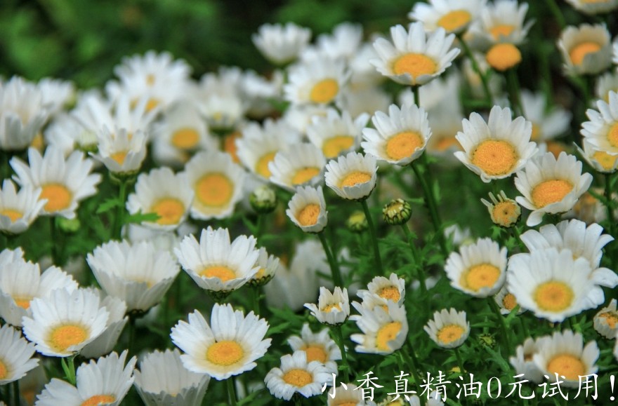 10036德国洋甘菊_罗马洋甘菊.jpg