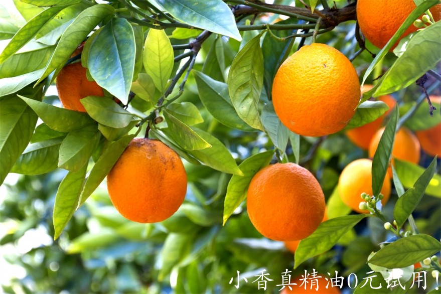 甜橙Kneemail-Orange-Tree.jpg