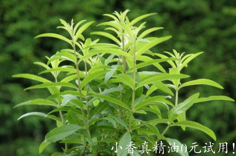 柠檬马鞭草Aloysia-triphylla.jpg