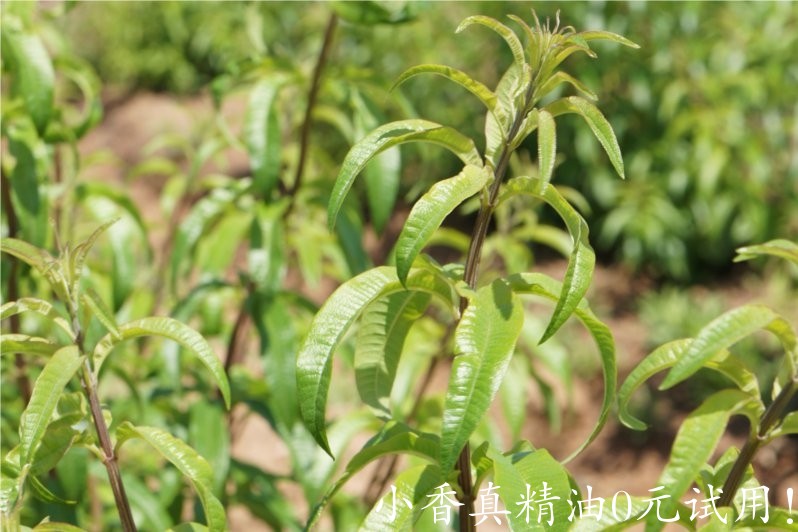 柠檬马鞭草 lemon verbena-Lippia Citriodora.jpg