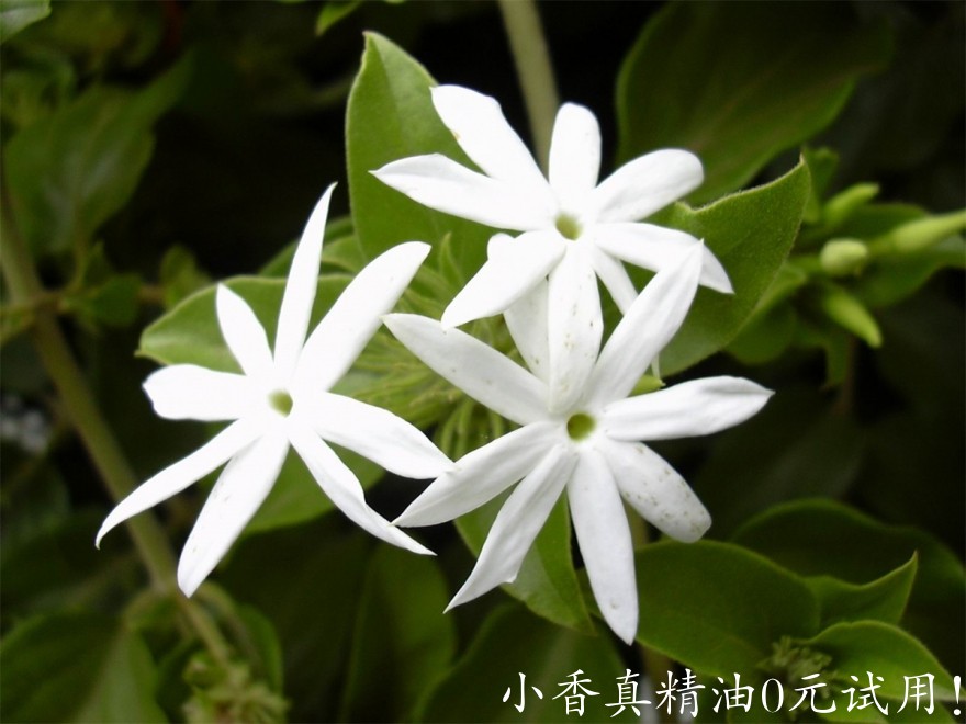 大花茉莉Jasminum-Multiflorum.jpg