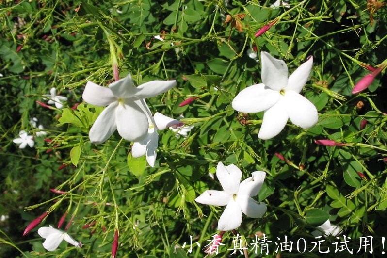 大花茉莉 jasmine-Jasminum officinale 11.jpg