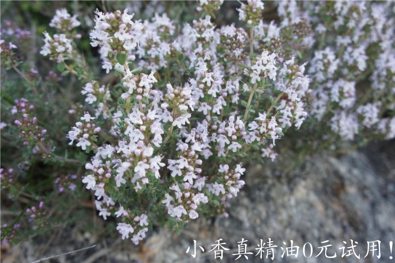 龙脑百里香(百里酚百里香)thyme borneol-Thymus Satureioides.jpg