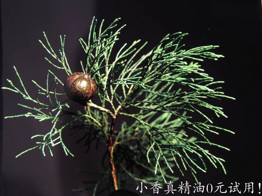 蓝丝柏Blue-Cypress-callitris_Intratropica.jpg