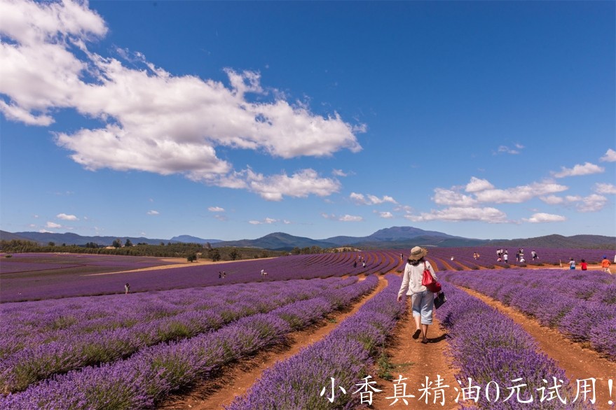 薰衣草bridestowe-lavender-banner-Mia-Glastonbury-wandering-the-fields-Bridestowe-17.jpg