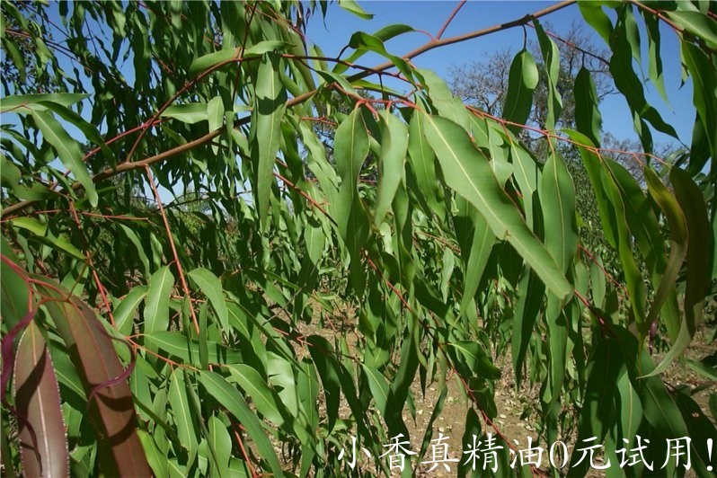 柠檬尤加利 eucalyptus lemon-Eucalyptus Citriodora.jpg