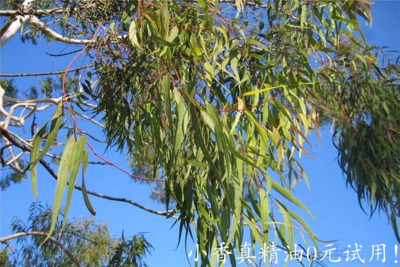 柠檬尤加利 eucalyptus lemon-Eucalyptus Citriodora 22.jpg