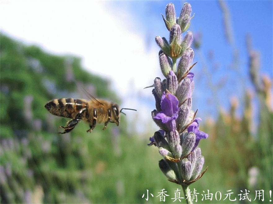 醒目薰衣草 lavandin super-Lavandula X Burnati 22.jpg