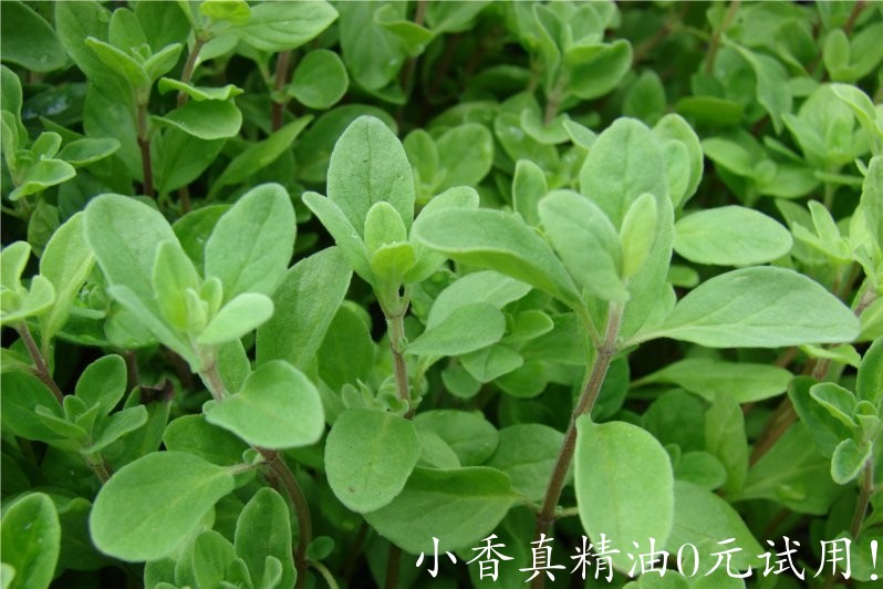 甜马郁兰 marjoram sweet-Origanum Majorana 11.jpg