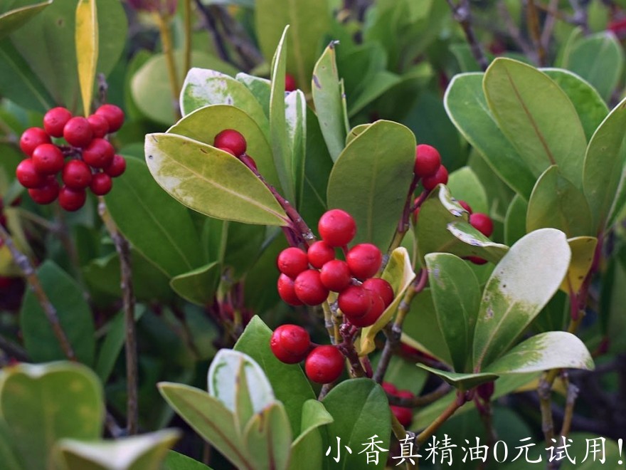 冬青wintergreen_Gaultheria_fragrantissima_wall_2048x.jpeg