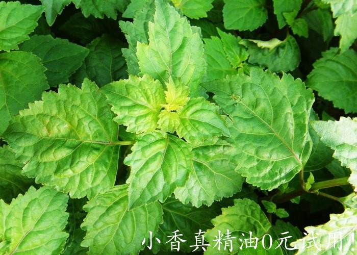 广藿香Patchouli.jpg