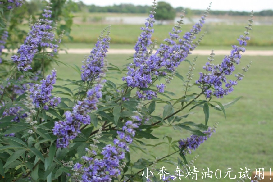 贞洁树vitex-2.jpg