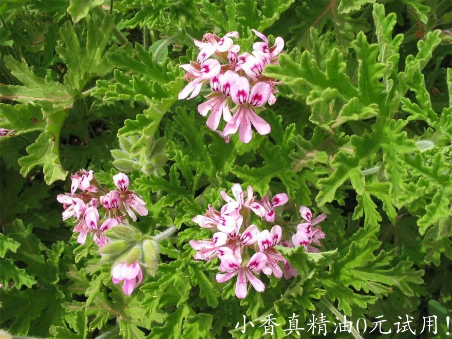 天竺葵Pelargonium-graveolens1.jpg