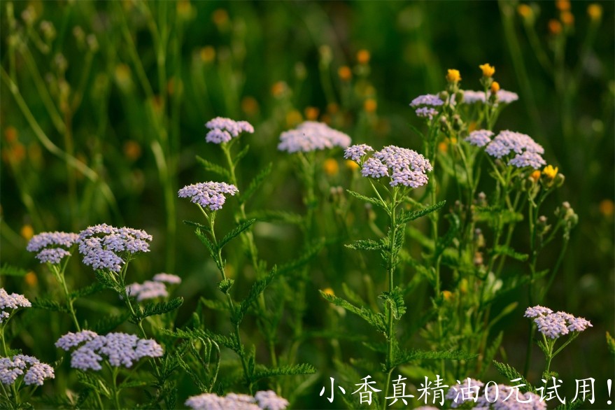 西洋蓍草Image by jggrz from Pixabay.jpg