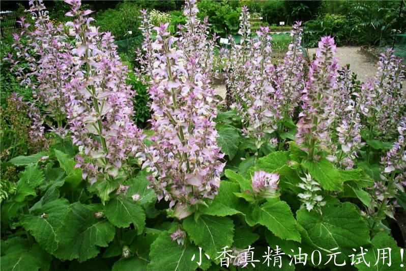 快乐鼠尾草 clary sage-Salvia Sclarea.jpg