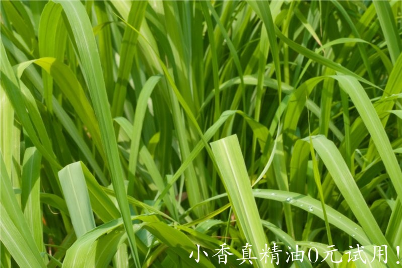 玫瑰草(馬丁香)palmarosa-Cymbopogon Martinii.jpg