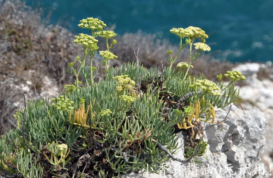 海茴香Crithmum maritimum 09 Europa Point 15-9-2010_0.jpg