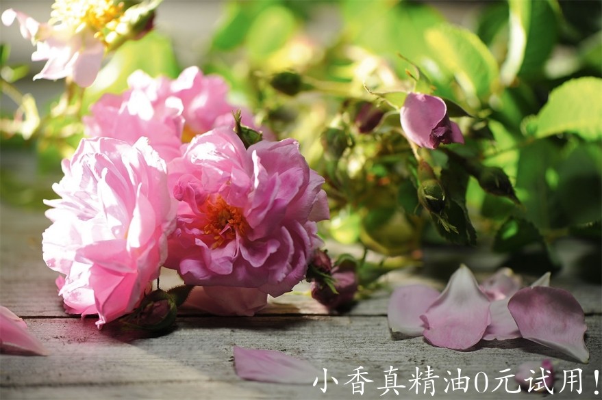 大马士革玫瑰rosa-damascena-damaszener-rose_press.jpg