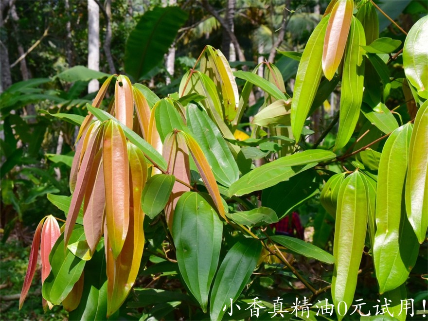 肉桂叶shutterstock_548545402.jpgCinnamonLeaf.jpg