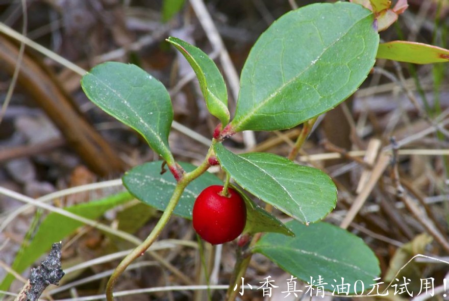 冬青winter-green.jpg