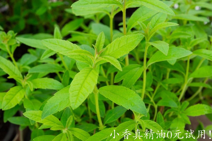 柠檬马鞭草03-lippia-citriodora-freshman-133732_origin_img.jpg