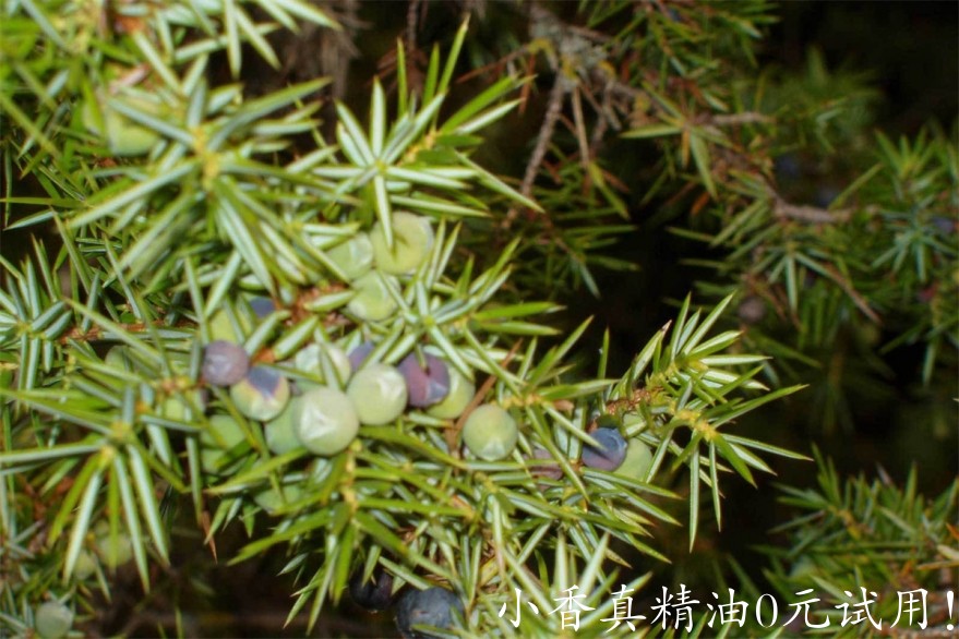 蒙大拿杜松 juniper montana-Juniperus Communis Var Montana 22.jpg