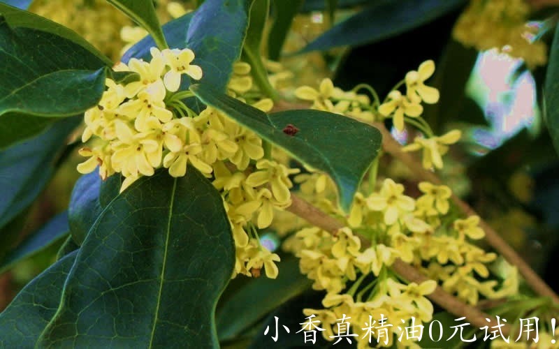 桂花8407-Conger-Yellow-Tea-Olive.jpg