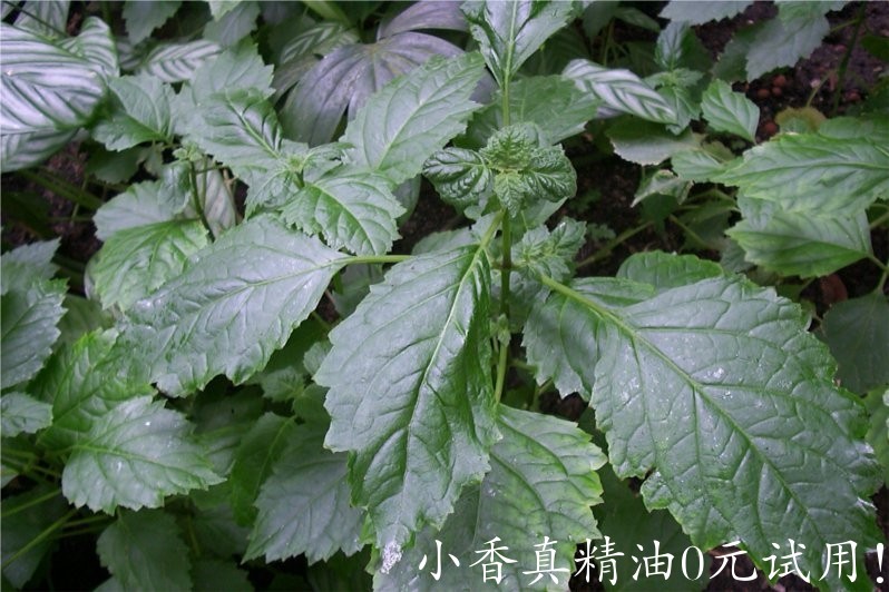 广藿香 patchouly-Pogostemon Cablin.jpg