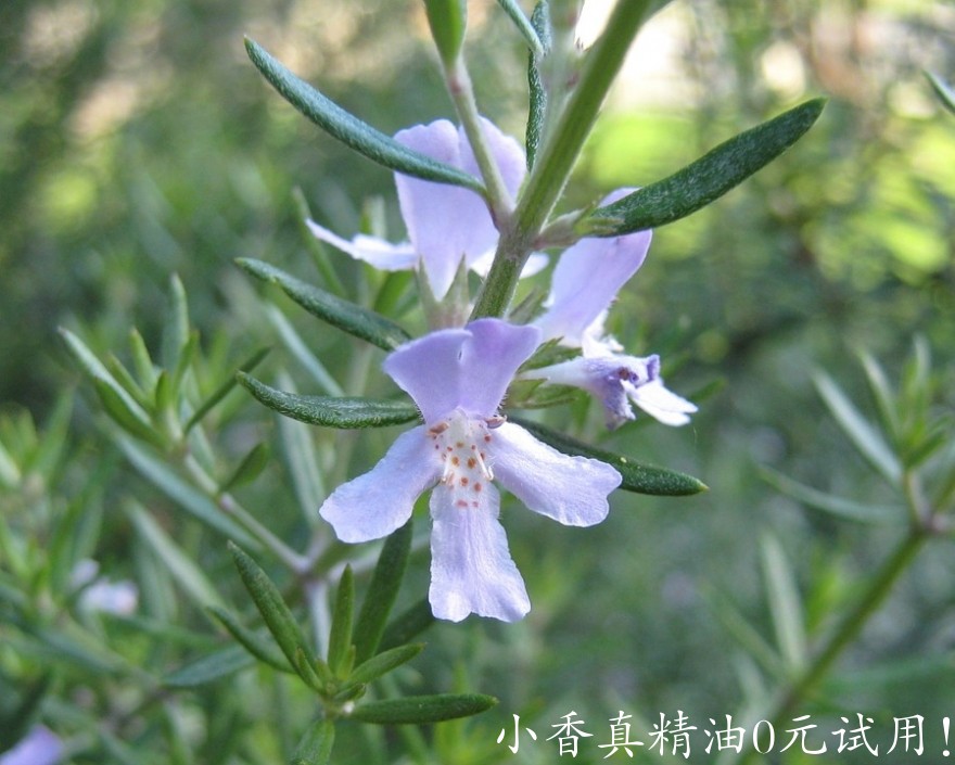 迷迭香rosemary photo by PublicDomainPictures on pixabay.jpg