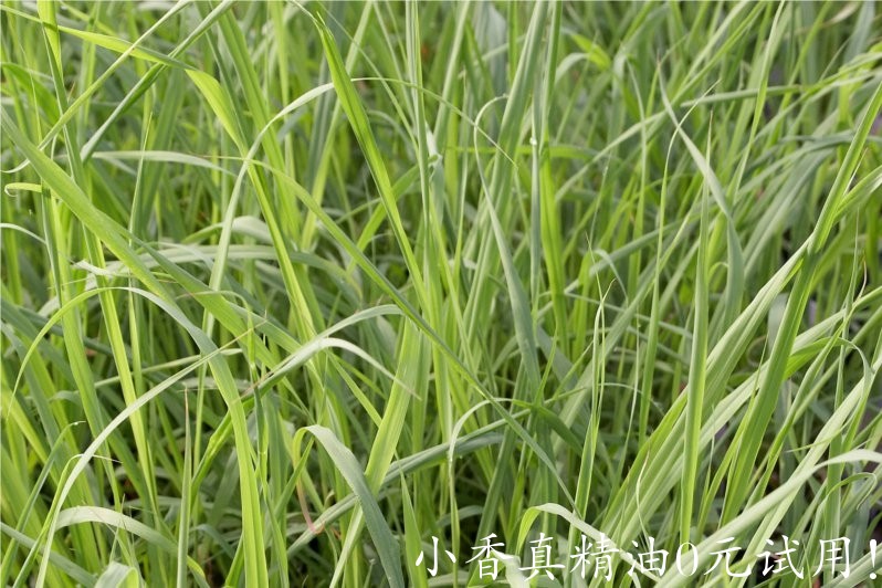 柠檬香茅(香茅草)lemongrass-Cymbopogon Citratus 22.jpg