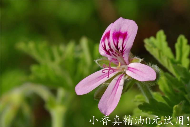 波旁天竺葵 geranium bourbon-Pelargonium X Asperum.jpg