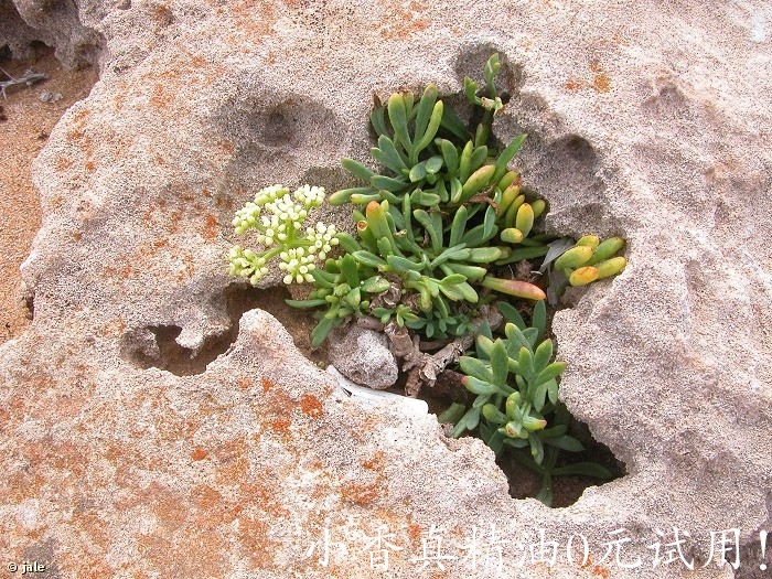 海茴香Crithmum_maritimum_Habitat_habito_02.jpg