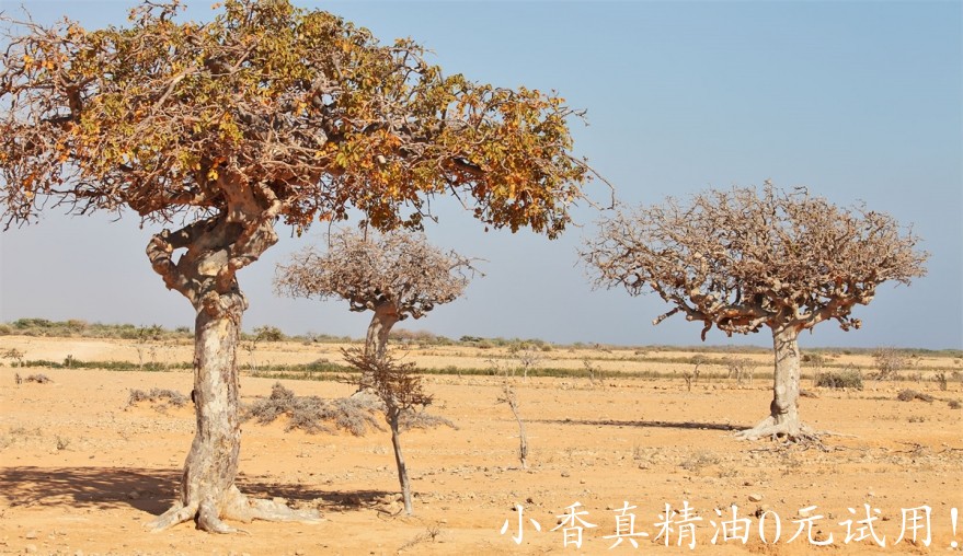 没药commiphora-molmol-engl.jpg